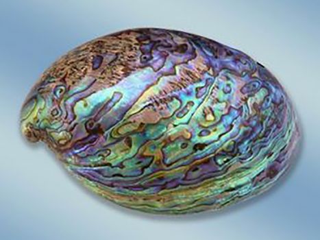 Apie 1917 spalio 13 saulės stebuklą taip liudija Dr. Almeida Garrett: „saulė atrodė kaip mažas, spindinčiai nugludintas vaivorykštinio perlamutro ratas“. Pavadinimas „perlamutras“, vidinis moliuskų kriauklės sluoksnis, kyla iš žodžio „perlo motina“.
